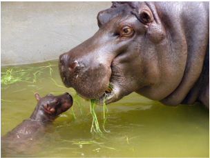 eating hippopotamus